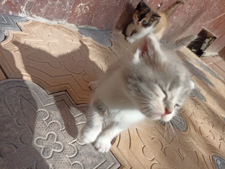 Продается кошки британский короткий шерстяная голубоглазые