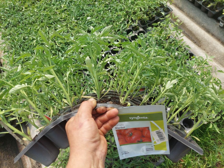 Rasaduri de legume Profesionale...