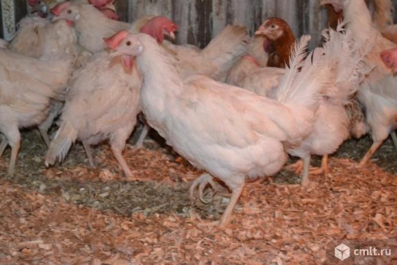 Продам курей белых