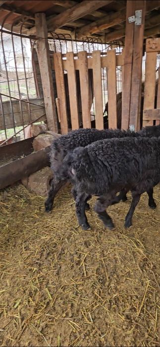 2 козы кошкарлар