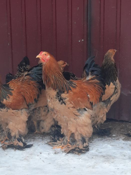 Vând Brahma Columbia