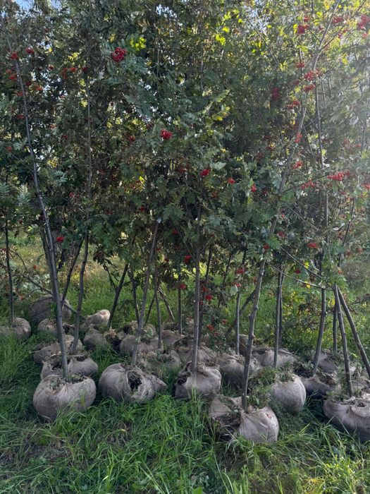 Липа,ива,тополь,сосна,ель,рябина,карагч,клен