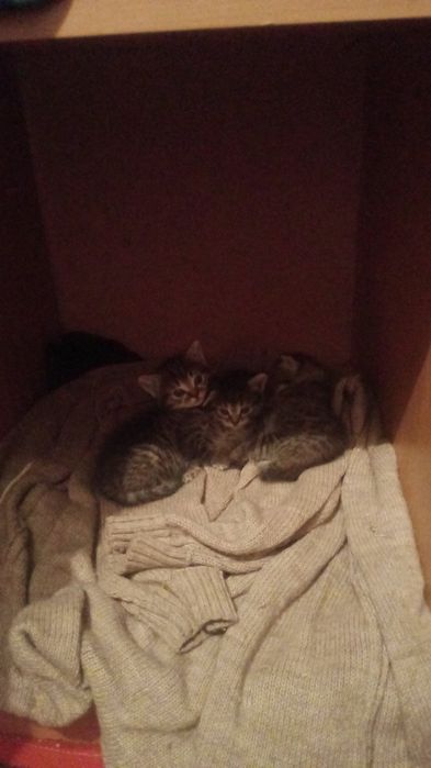 А там красивых котят