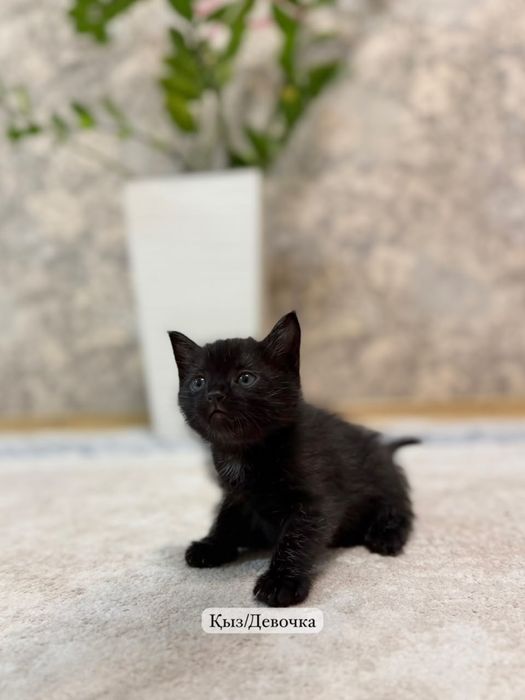 Котята в хорошие руки
