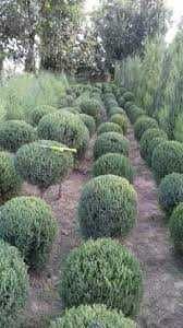 Archa va dekorativ daraxtlar