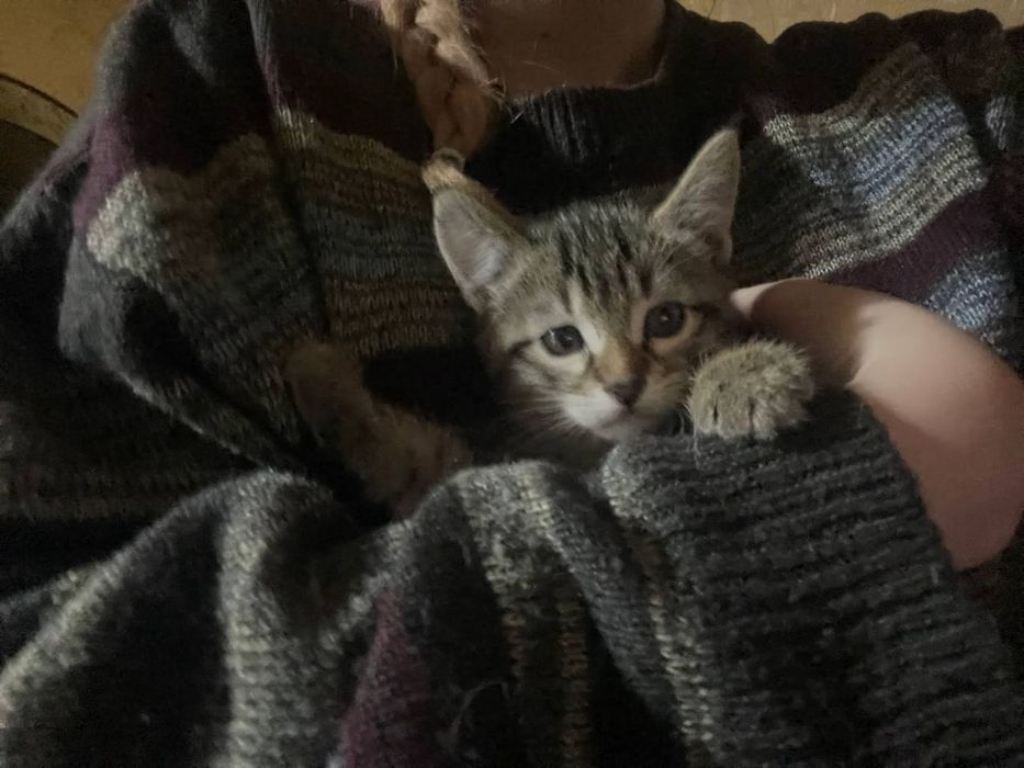 Мальчик котенок ищет дом