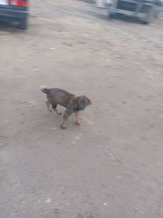 Отдам щенят сторожевые кушает все