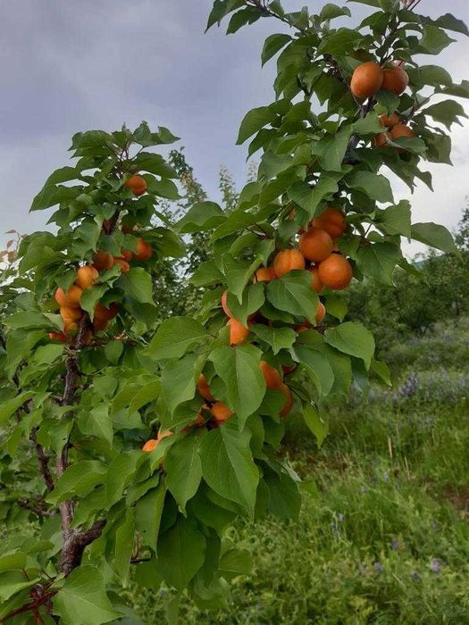 livada de pomi fructiferi si vie struguri de masa
