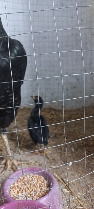 Дакан Шамо таук шожекпен сат.