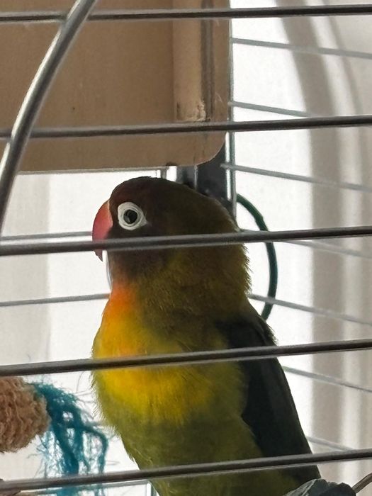 Vand Agapornis 2ani