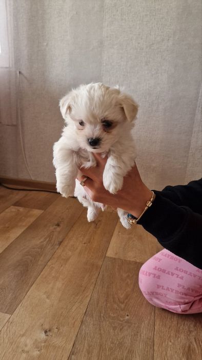 Малтийска болонка