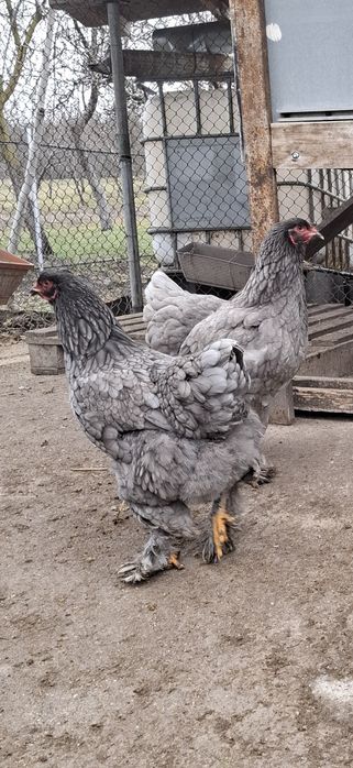 Disponibile ouă și găini din rasa brachma.