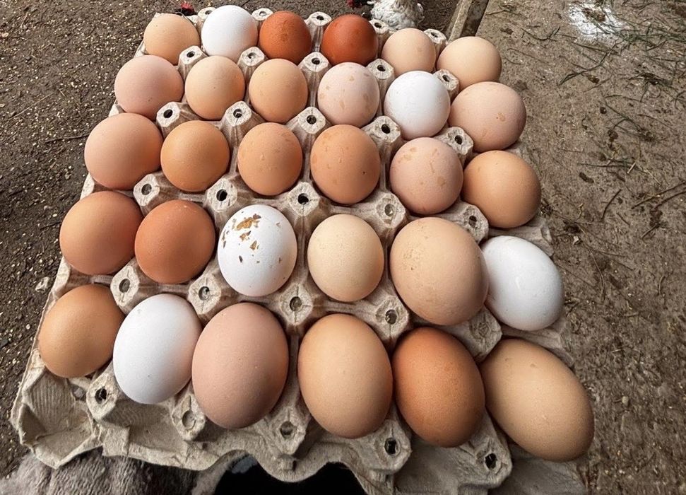 Oua de tara proaspete 1,5 lei bucata
