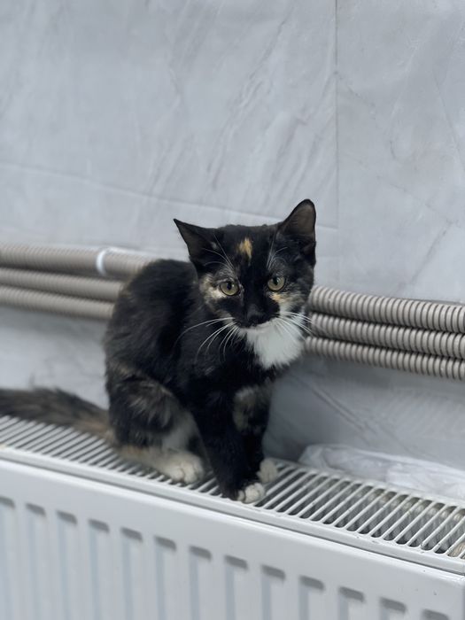 Отдаю котенка бесплатно