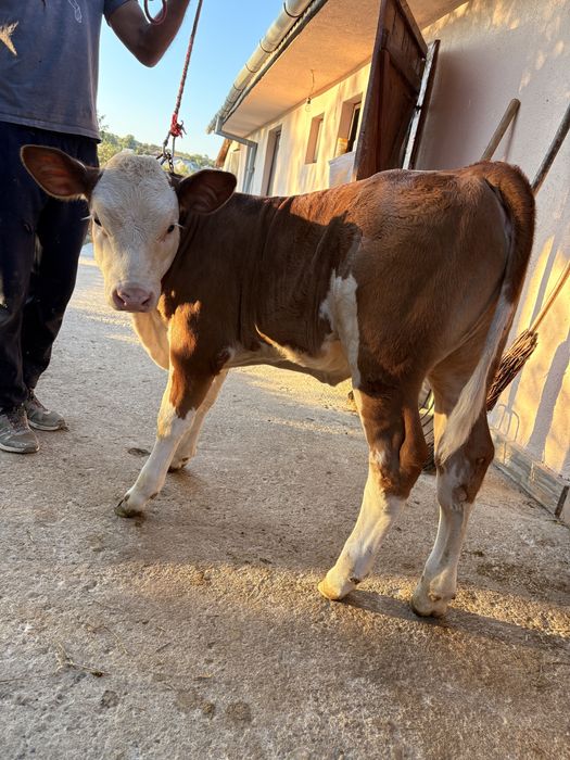 Vând vițelușă bălțată