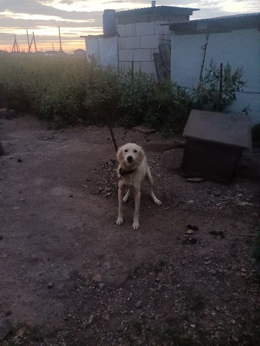 Адам собак в добрые руки