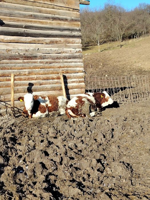 Vând viței bălțați și belgieni