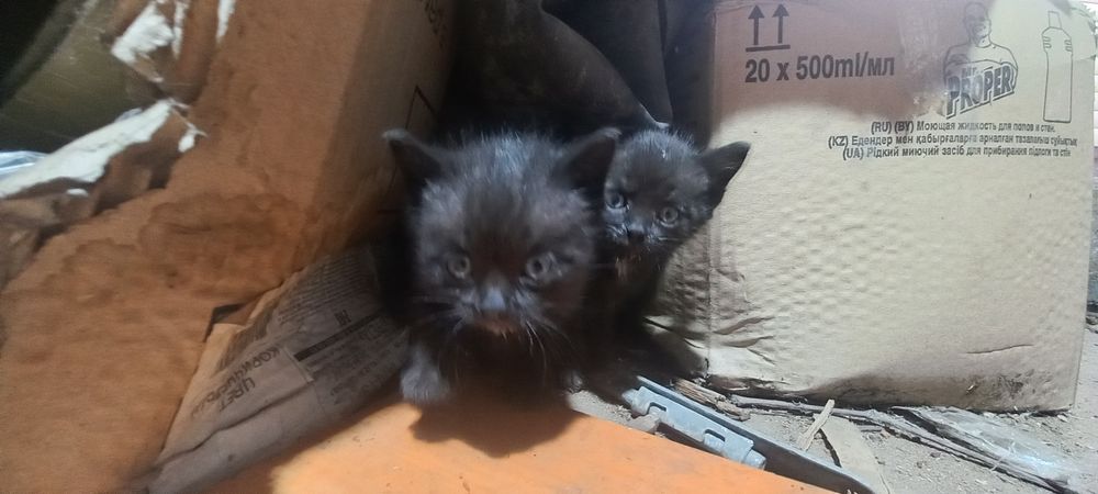 Отдам котят в самые добрые руки !