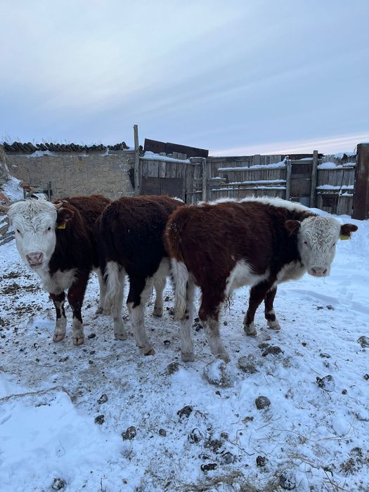 Продаётся белыйголовый бычки