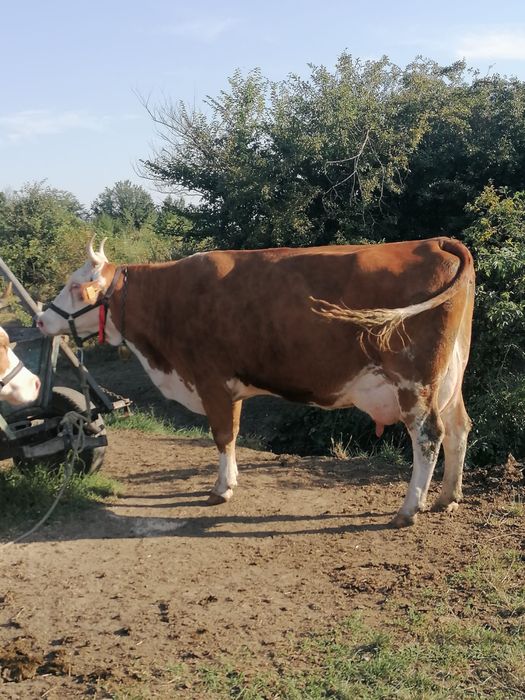 Vaci de vanzare.