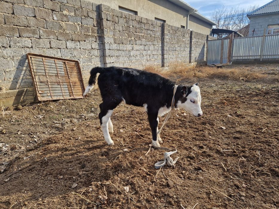 Бұзаулы сиыр сатылады