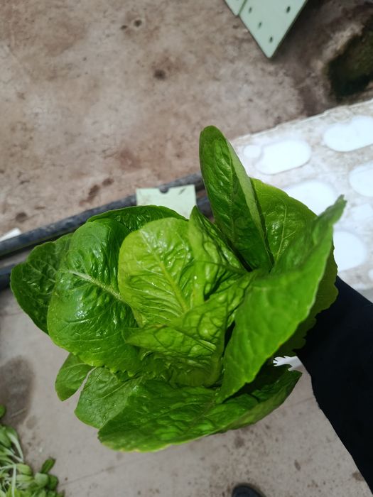 Роман босстн айсберг лалит гидропоники узимзда етиштирилган етказиб