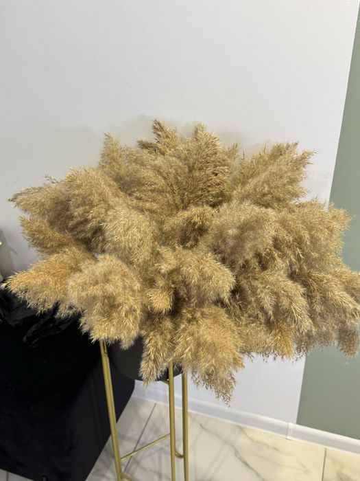 Продам сухоцветы камыша большой