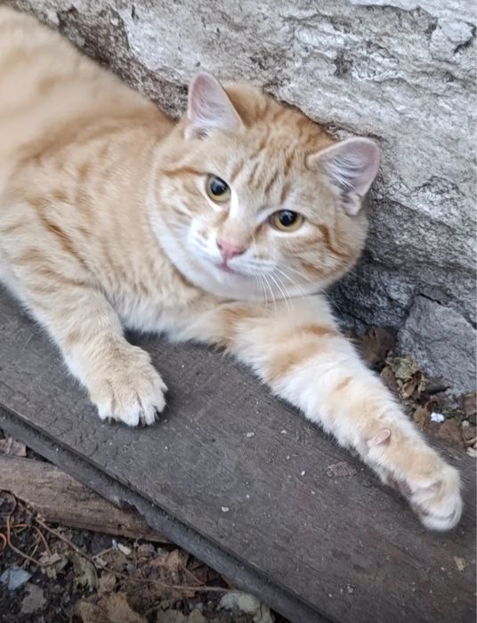 Рыжик котик нуждается в Семье