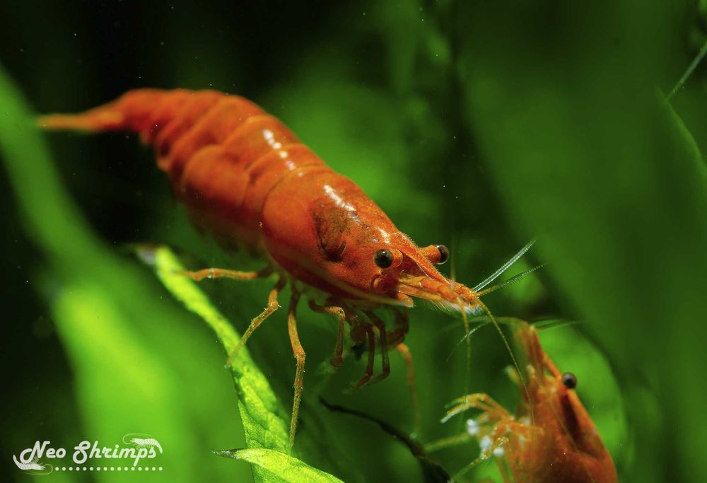 Аквариумни скариди Orange Pumpkin Sakura