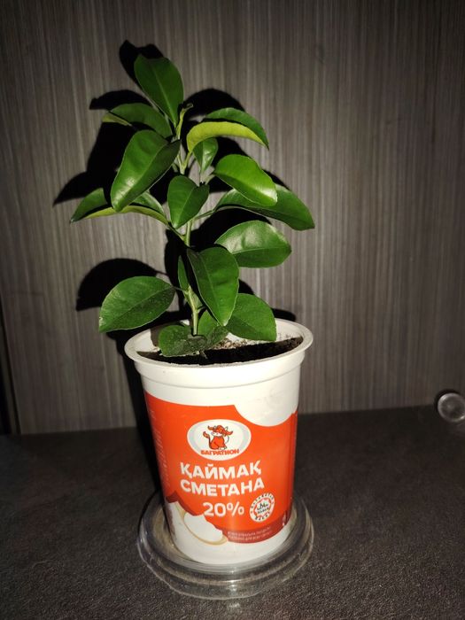 Дерево мандарина