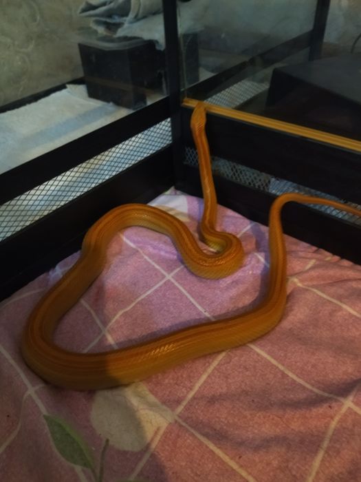 Маисовый полоз змея