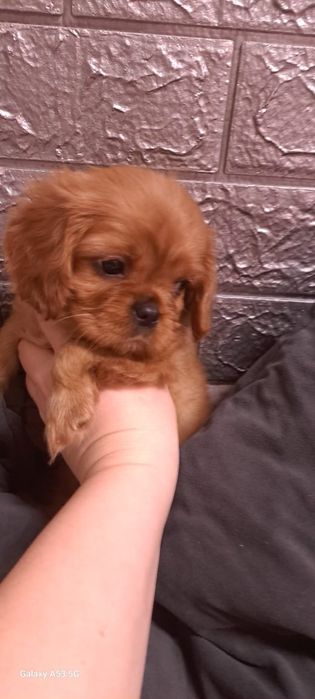 Кавалер кинг Чарльз спаниель