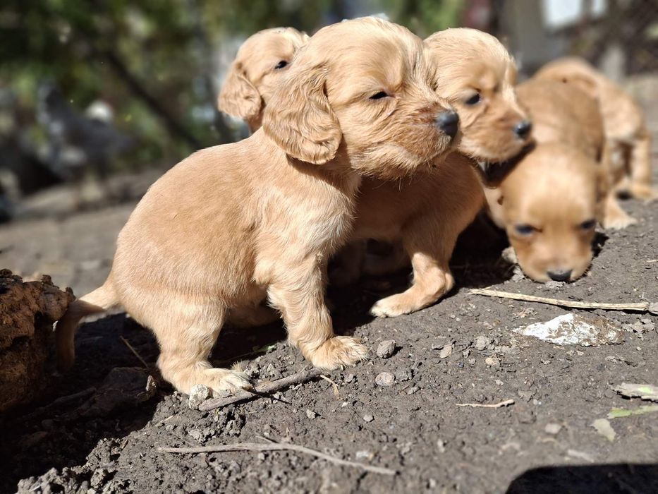 Малки кученца Кокер Шпаньол
