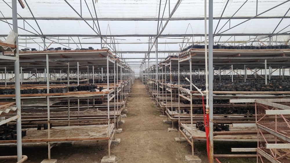 20 sotix hovli 18 so'tix issizqhonasi 1 hona uyi b-n sotiladi