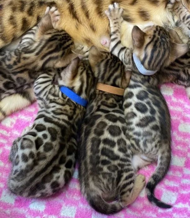 Бенгальские котята
