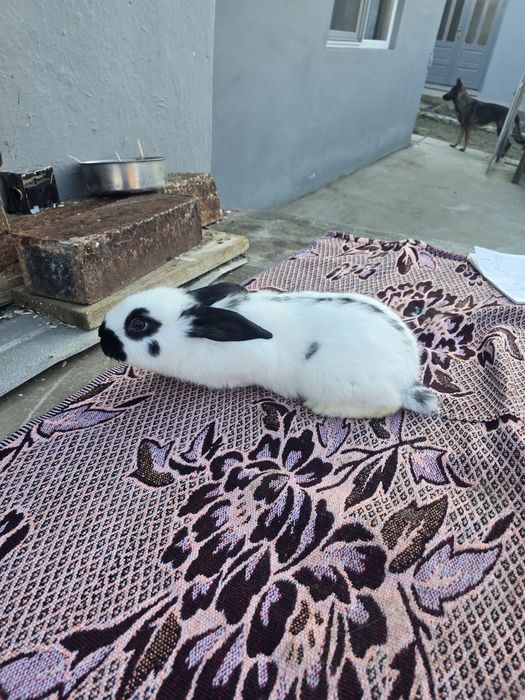 Iepurași fluture de vânzare