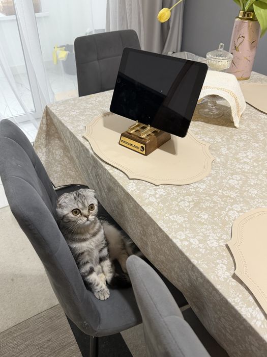 Продам котенка скоттиш фолд