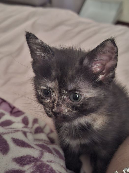 Котенок девочка.