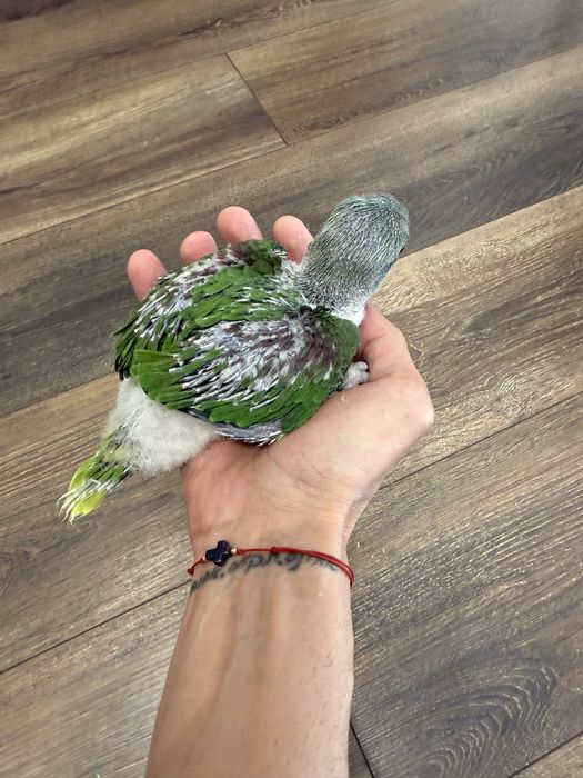 Ръчно хранени Големи Александри