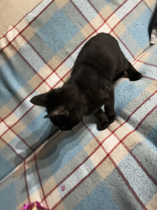 мысық, кот, мальчик,еркек