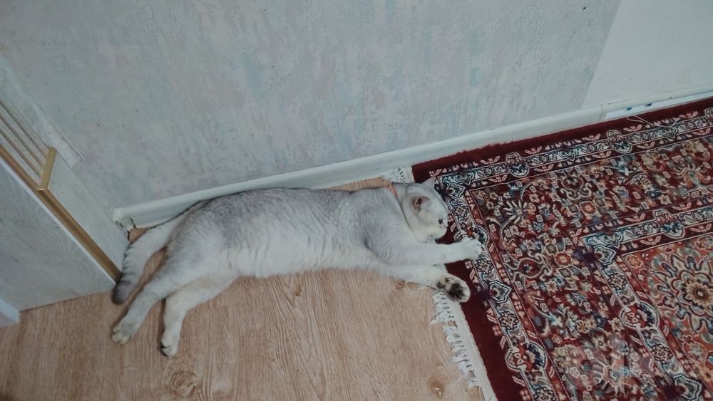 Вязка кота серебристый Шин шыла