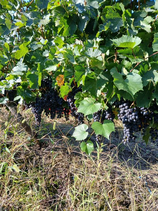 Vănd struguri merlot