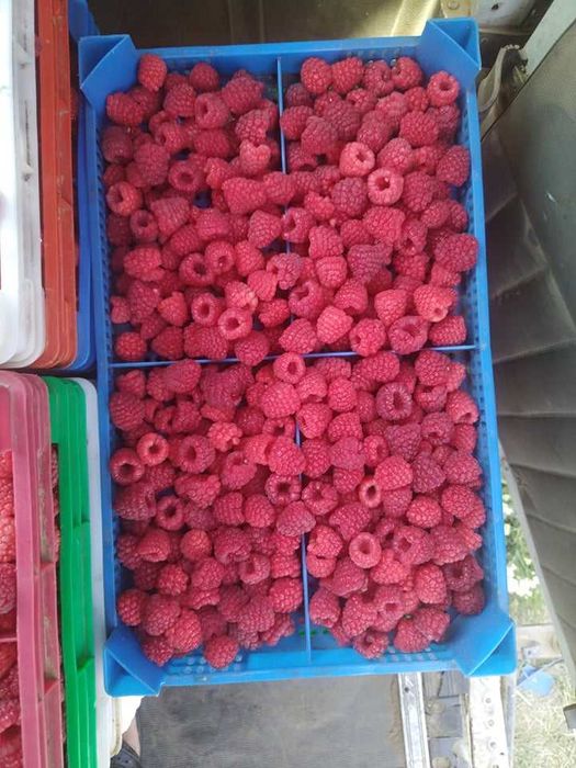 Глен Дий 2 лв бр.