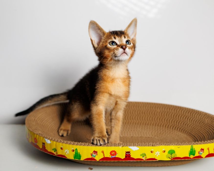 Котята Чаузи с документами