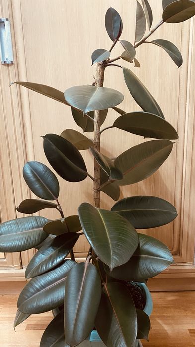 Продам домашнее растение фикус