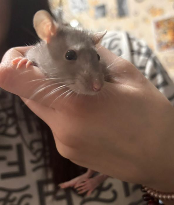 Продам декоративных крыс
