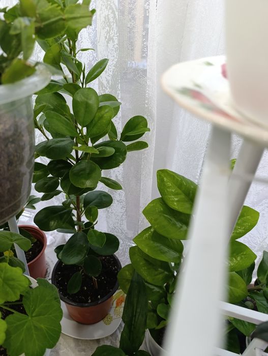 Комнатные растение