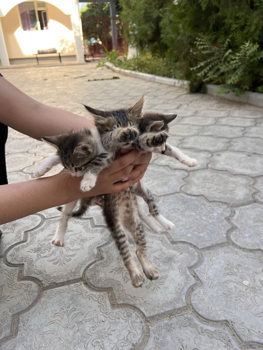 Котята ищут новый дом!