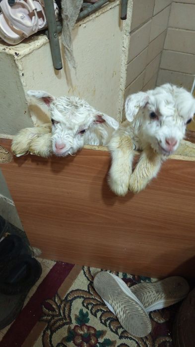 Продам козлят мальчик и девочка занейская порода