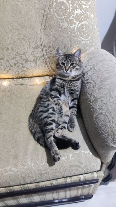 Игривый кот 1.5 года